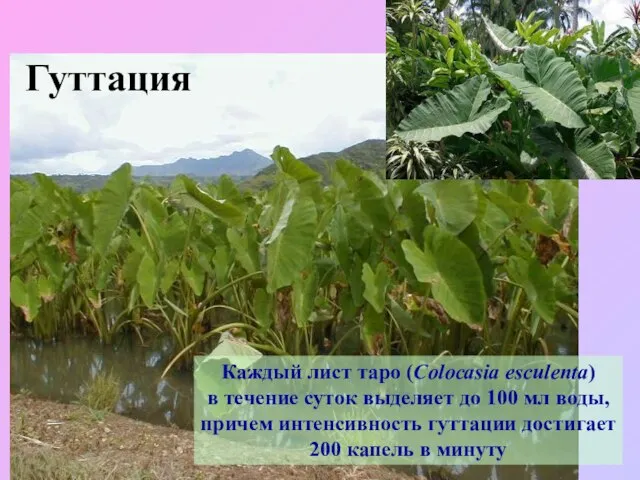 Гуттация Каждый лист таро (Colocasia esculenta) в течение суток выделяет до