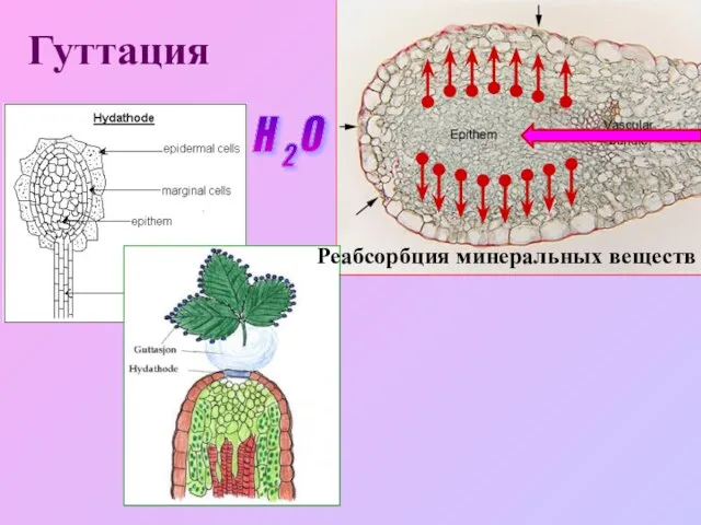 Гуттация Реабсорбция минеральных веществ