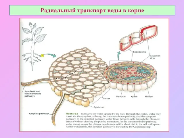 Радиальный транспорт воды в корне