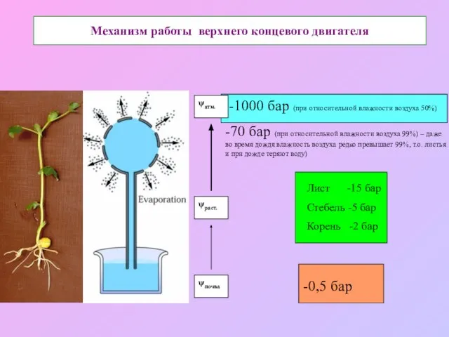 Механизм работы верхнего концевого двигателя -0,5 бар Лист -15 бар Стебель