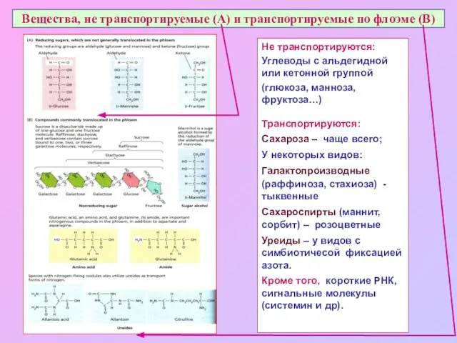 Вещества, не транспортируемые (А) и транспортируемые по флоэме (В) Не транспортируются: