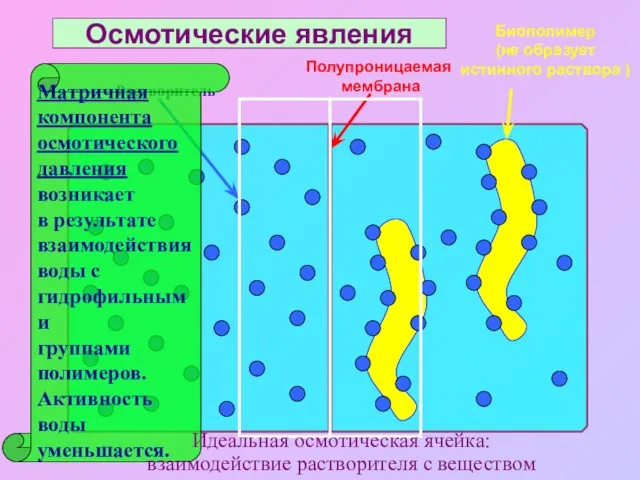 Полупроницаемая мембрана Растворитель Биополимер (не образует истинного раствора ) Матричная компонента