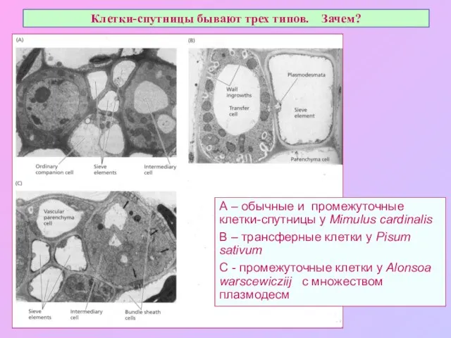 Клетки-спутницы бывают трех типов. Зачем? A – обычные и промежуточные клетки-спутницы