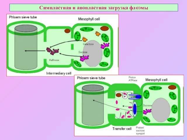 Симпластная и апопластная загрузка флоэмы