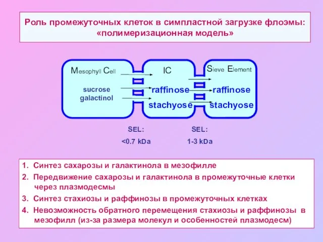 Роль промежуточных клеток в симпластной загрузке флоэмы: «полимеризационная модель» 1. Синтез