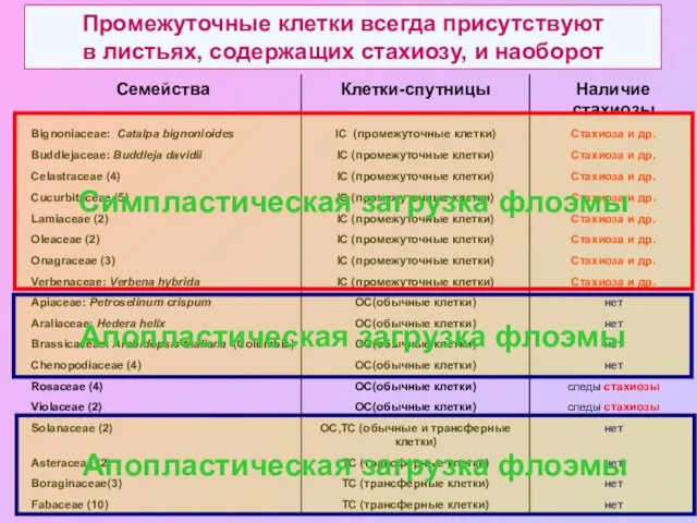 Промежуточные клетки всегда присутствуют в листьях, содержащих стахиозу, и наоборот Симпластическая