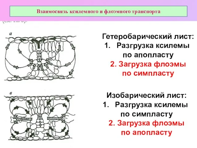 Взаимосвязь ксилемного и флоэмного транспорта Гетеробарический лист: Разгрузка ксилемы по апопласту