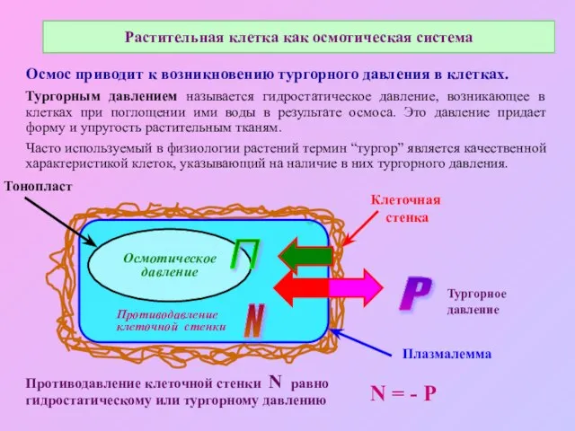 Растительная клетка как осмотическая система Противодавление клеточной стенки N равно гидростатическому