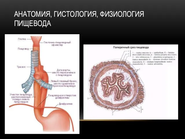 АНАТОМИЯ, ГИСТОЛОГИЯ, ФИЗИОЛОГИЯ ПИЩЕВОДА