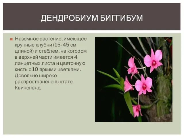 Наземное растение, имеющее крупные клубни (15-45 см длиной) и стеблем, на