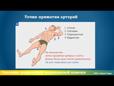 Точки прижатия артерий Оказание доврачебной медицинской помощи ООО «Спорт-Гард»