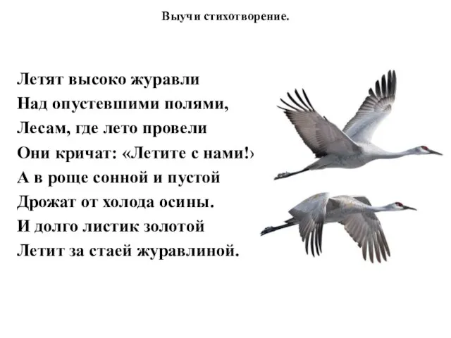 Выучи стихотворение. Летят высоко журавли Над опустевшими полями, Лесам, где лето