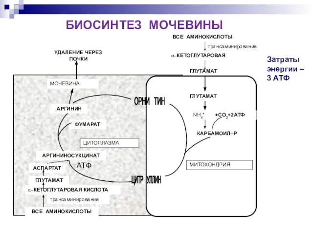 Затраты энергии – 3 АТФ БИОСИНТЕЗ МОЧЕВИНЫ АТФ