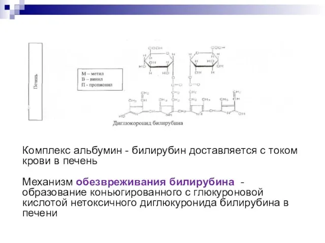 Комплекс альбумин - билирубин доставляется с током крови в печень Механизм