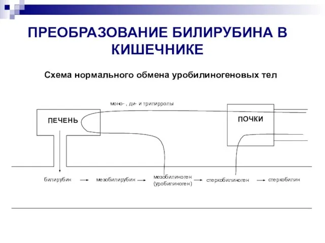 ПРЕОБРАЗОВАНИЕ БИЛИРУБИНА В КИШЕЧНИКЕ