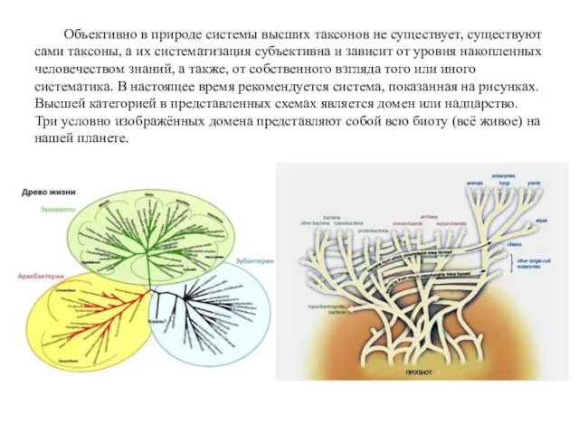 Объективно в природе системы высших таксонов не существует, существуют сами таксоны,