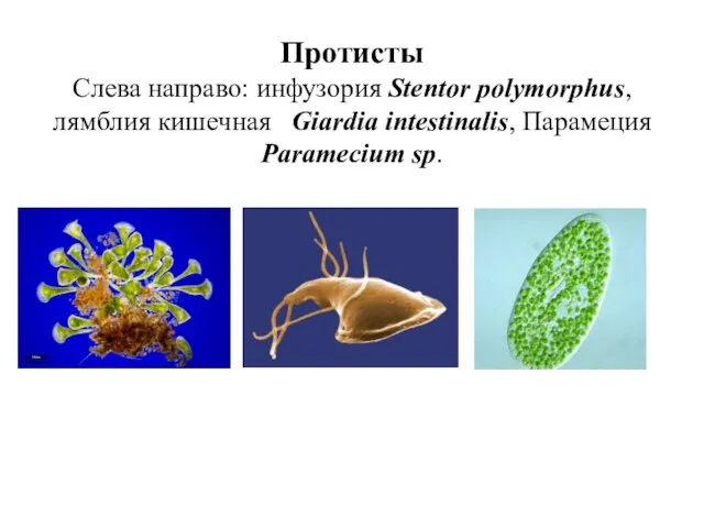 Протисты Слева направо: инфузория Stentor polymorphus, лямблия кишечная Giardia intestinalis, Парамеция Paramecium sp.