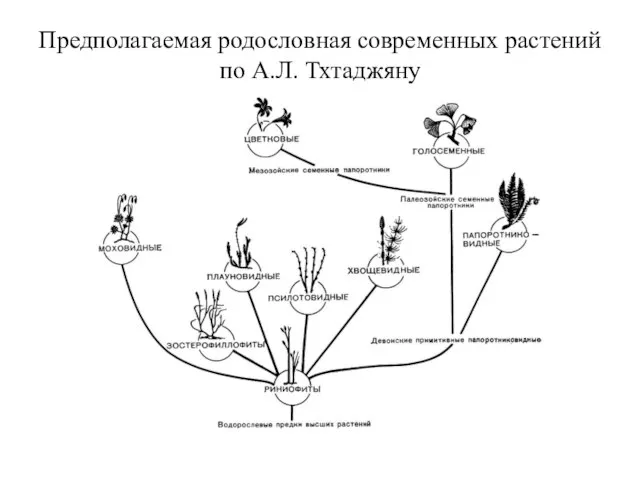 Предполагаемая родословная современных растений по А.Л. Тхтаджяну