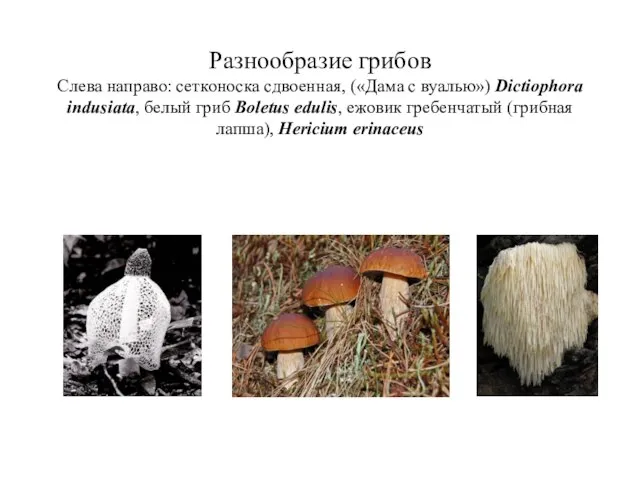 Разнообразие грибов Слева направо: сетконоска сдвоенная, («Дама с вуалью») Dictiophora indusiata,