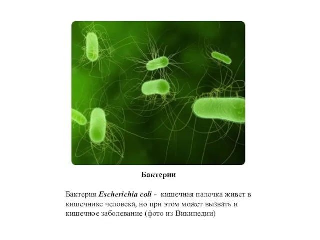 Бактерии Бактерия Escherichia coli - кишечная палочка живет в кишечнике человека,