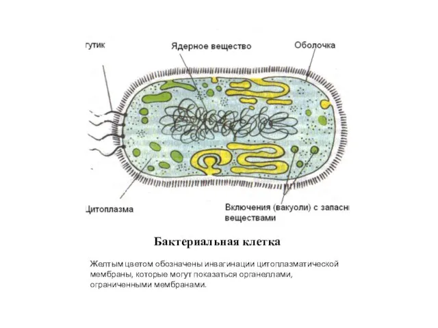 Бактериальная клетка Желтым цветом обозначены инвагинации цитоплазматической мембраны, которые могут показаться органеллами, ограниченными мембранами.