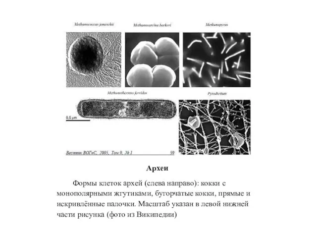 Археи Формы клеток архей (слева направо): кокки с монополярными жгутиками, бугорчатые