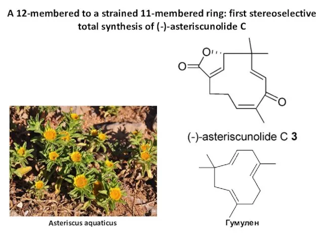 A 12-membered to a strained 11-membered ring: first stereoselective total synthesis