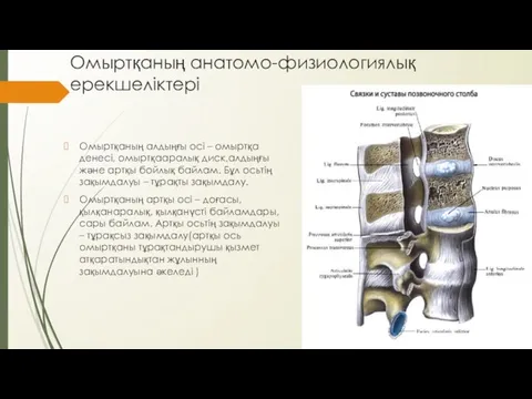 Омыртқаның анатомо-физиологиялық ерекшеліктері Омыртқаның алдыңғы осі – омыртқа денесі, омыртқааралық диск,алдыңғы
