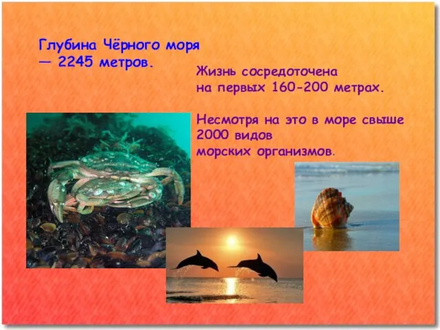 Глубина Чёрного моря — 2245 метров. Жизнь сосредоточена на первых 160-200