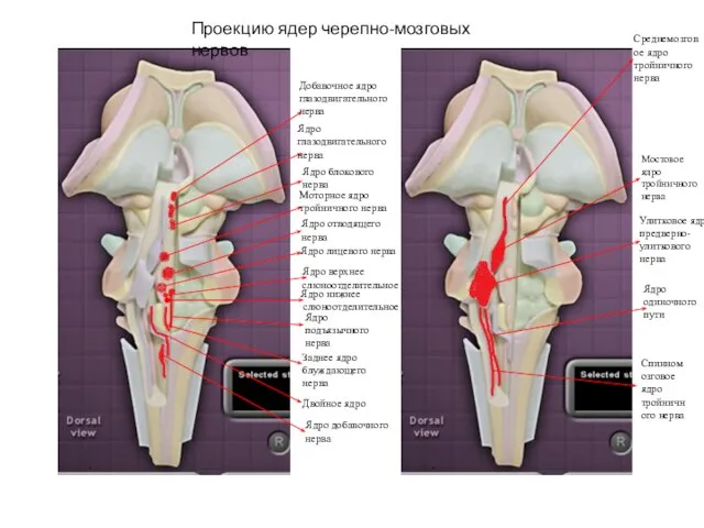 Добавочное ядро глазодвигательного нерва Ядро глазодвигательного нерва Ядро блокового нерва Моторное