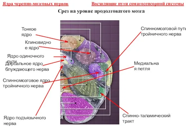 Срез на уровне продолговатого мозга Тонкое ядро Клиновидное ядро Ядро одиночного