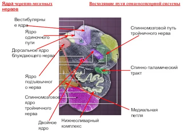 Вестибулярные ядра Ядро одиночного пути Дорсальное ядро блуждающего нерва Спинномозговое ядро