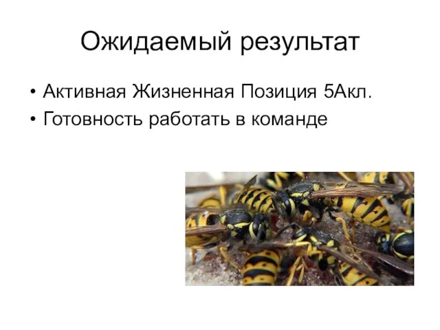 Ожидаемый результат Активная Жизненная Позиция 5Акл. Готовность работать в команде