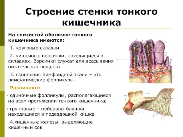 Строение стенки тонкого кишечника На слизистой оболочке тонкого кишечника имеются: 1.