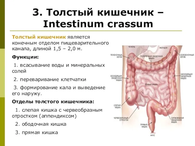 3. Толстый кишечник – Intestinum crassum Толстый кишечник является конечным отделом