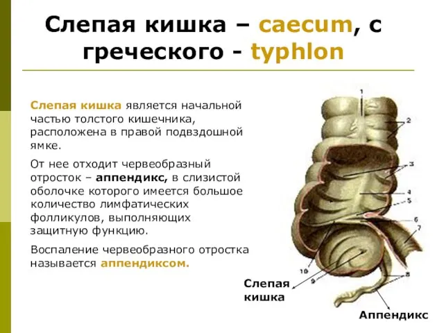 Слепая кишка – caecum, с греческого - typhlon Слепая кишка является