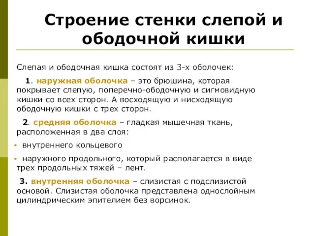 Строение стенки слепой и ободочной кишки Слепая и ободочная кишка состоят