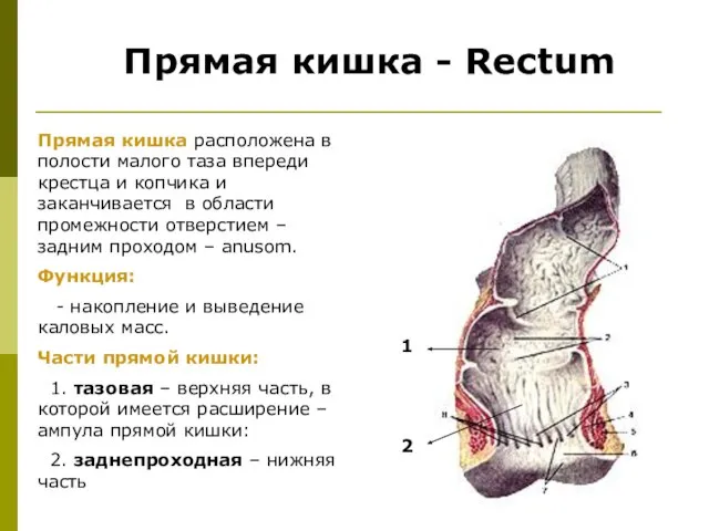 Прямая кишка - Rectum Прямая кишка расположена в полости малого таза