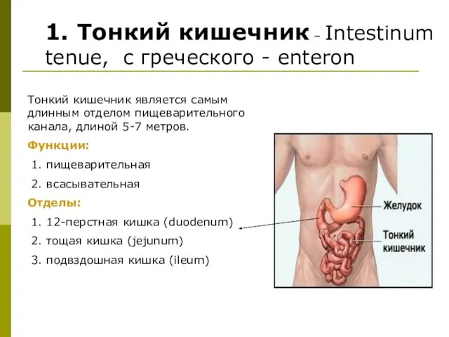 1. Тонкий кишечник – Intestinum tenue, с греческого - enteron Тонкий