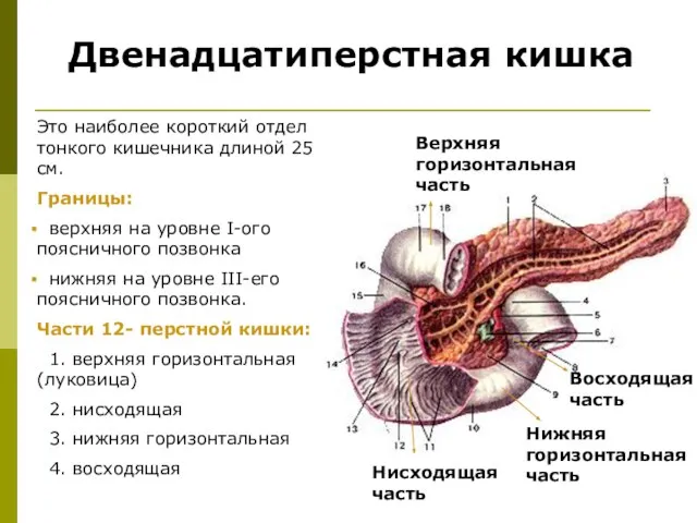 Двенадцатиперстная кишка Это наиболее короткий отдел тонкого кишечника длиной 25 см.