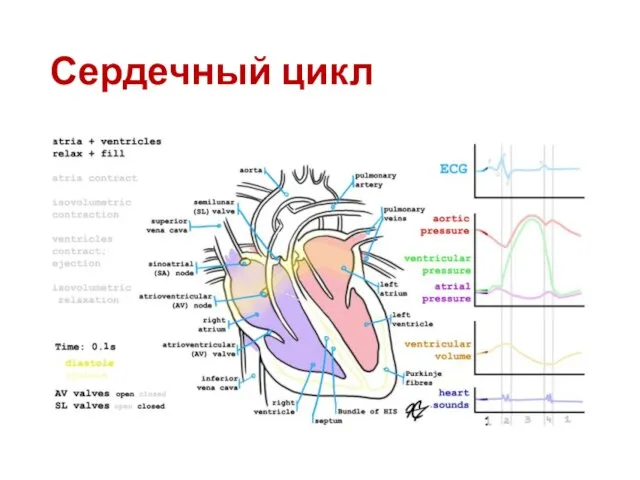 Сердечный цикл