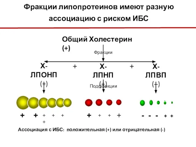 Фракции липопротеинов имеют разную ассоциацию с риском ИБС Общий Холестерин (+)