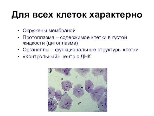 Для всех клеток характерно Окружены мембраной Протоплазма – содержимое клетки в