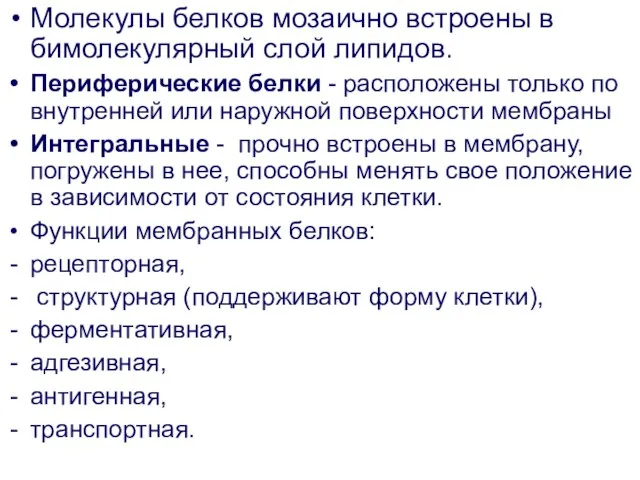 Молекулы белков мозаично встроены в бимолекулярный слой липидов. Периферические белки -