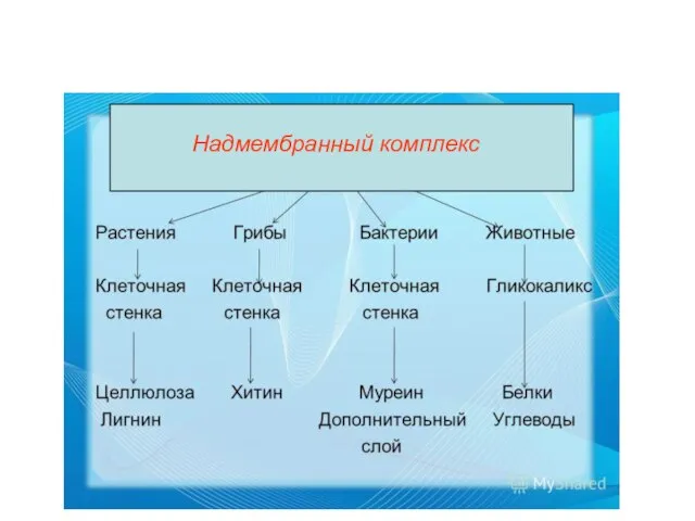 Надмембранный комплекс