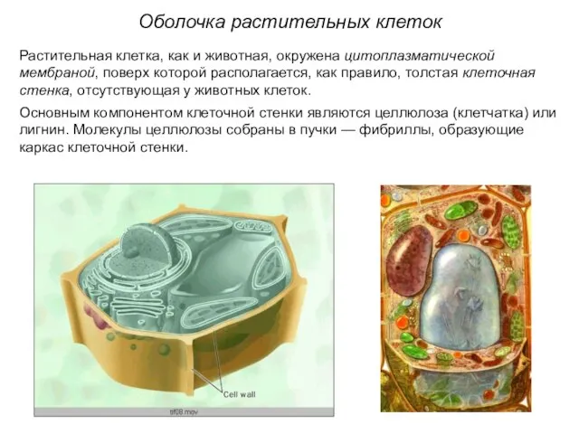 Оболочка растительных клеток Растительная клетка, как и животная, окружена цитоплазматической мембраной,