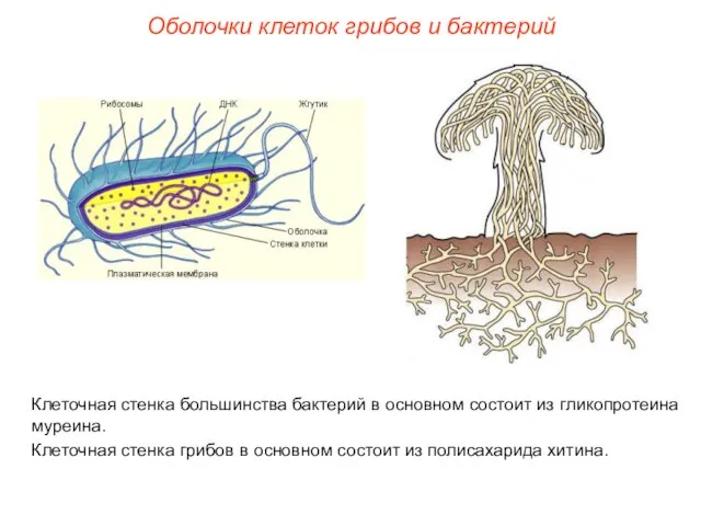 Оболочки клеток грибов и бактерий Клеточная стенка большинства бактерий в основном