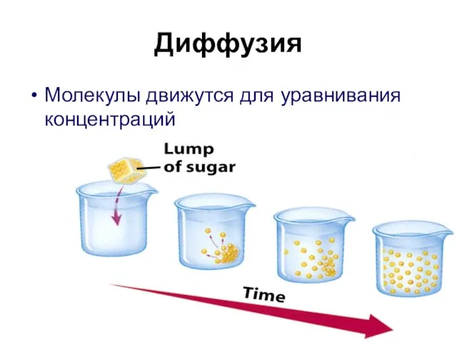 Диффузия Молекулы движутся для уравнивания концентраций