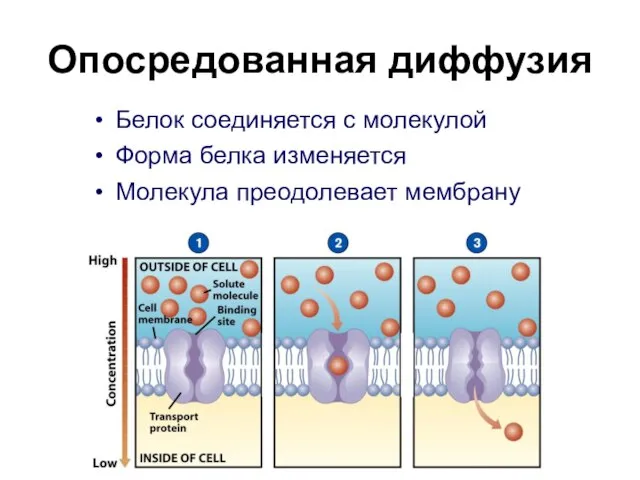 Опосредованная диффузия Белок соединяется с молекулой Форма белка изменяется Молекула преодолевает мембрану