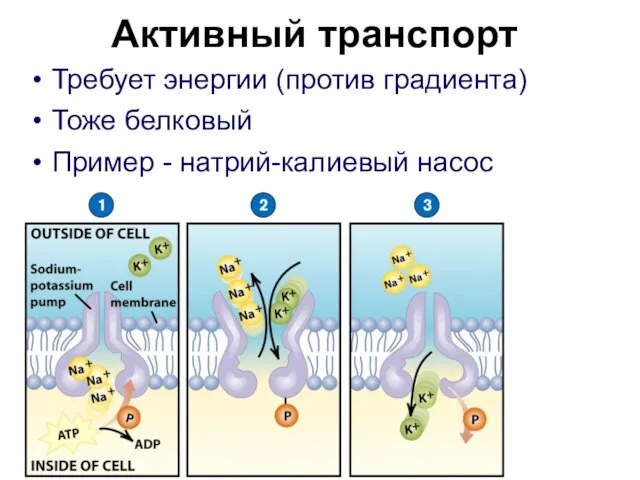 Активный транспорт Требует энергии (против градиента) Тоже белковый Пример - натрий-калиевый насос